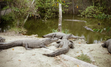 A Walk into the Crocodile Paradise: Everglades Safari Park near Miami