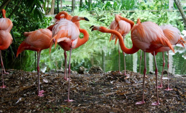 Flamingo Gardens - a Pink Flamingo Oasis Near Miami